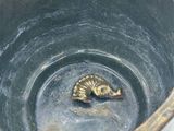 a close up of a bowl with a gold object in it