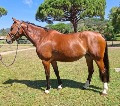 un cheval brun qui se tient debout dans l'herbe