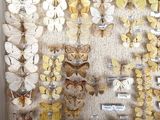 a white box filled with lots of different types of butterflies