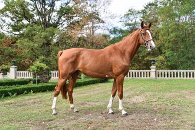 a brown horse that is standing in the grass