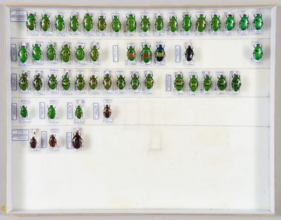 de nombreux insectes verts exposés dans un cadre blanc