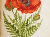 un vieux livre sur lequel est dessiné une fleur rouge