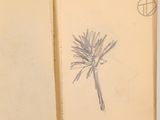 a pencil drawing of a flower on a book