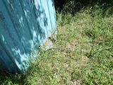 a blue shed that is in the grass next to a tree