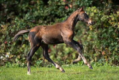 un cheval qui court dans l'herbe, dans le champ