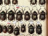 a lot of beetles that are on display in a box
