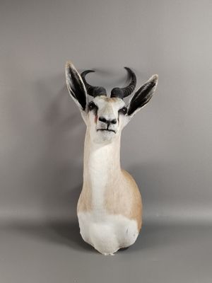 une tête d'antilope accrochée au mur d'une pièce
