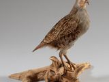 deux oiseaux perchés sur un morceau de bois à côté d'un autre morceau de bois
