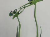 a green vase with flowers in it on a white table
