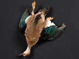 a dead bird that is laying on a black surface