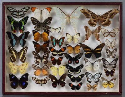 de nombreux types de papillons différents présentés dans une boîte d'ombrage