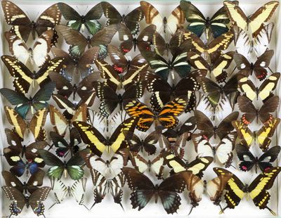 beaucoup de papillons qui se trouvent dans une boîte blanche