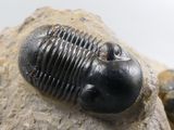 a small trilobit sitting on a rock on the beach