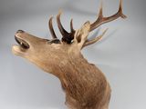 une image représentant une tête de cerf avec des bois sur fond blanc