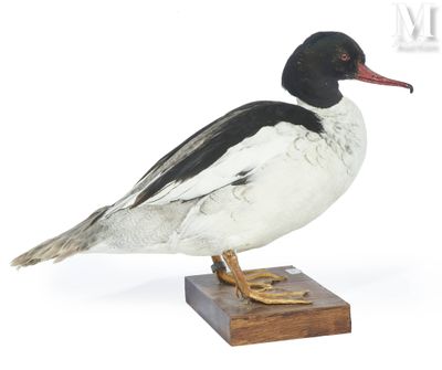 a black and white duck sitting on a wooden block