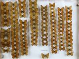 a lot of butterflies that are on display in a glass case