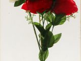 a picture of a bunch of roses in a glass vase