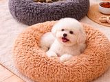 Deux chiens et un chat sont allongés dans leurs paniers posés par terre.