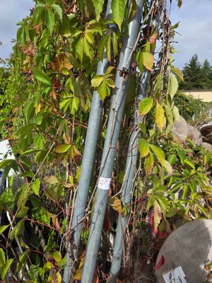 a tree that is growing out of the ground next to a fence