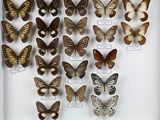 de nombreux types de papillons différents présentés dans une vitrine