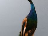 a bird that is sitting on top of a table
