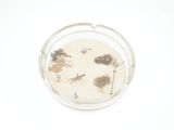 une photo d'un petit plat en verre contenant quelques plantes