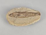 an image of a fossil fish on a rock on a white surface