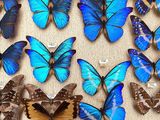 a lot of blue butterflies in a display case