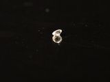 a close up of a ring sitting on top of a table