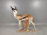 une antilope debout sur un morceau de fourrure posé sur une table