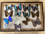 a lot of butterflies that are in a wooden frame