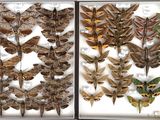 many different kinds of moths displayed in a glass case