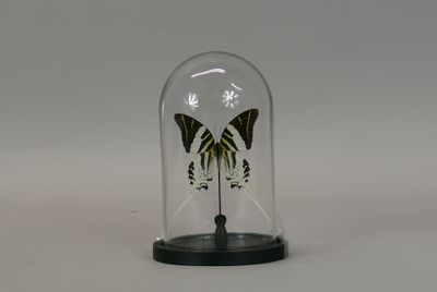 a glass bell with a butterfly inside of it
