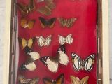 a picture of a display of butterflies in a wooden frame