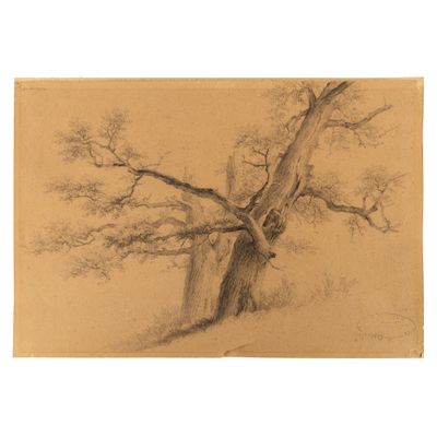 dessin au crayon représentant un arbre dans un champ, près d'une clôture