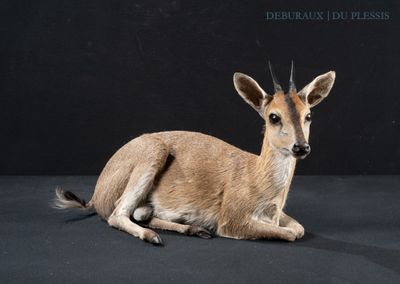 a deer that is laying down on a black background