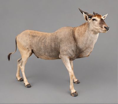 une grande antilope debout sur une surface grise