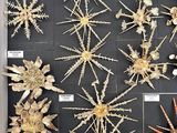 many different types of starfishs displayed in a display case