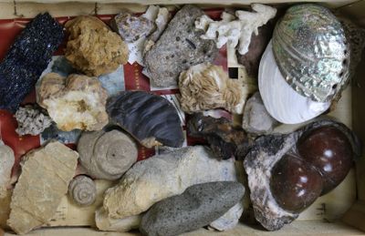 a box full of different types of rocks and shells