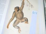 un livre sur lequel figure l'image d'un singe suspendu à une branche d'arbre