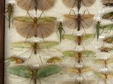 a lot of insects that are on display in a wooden frame