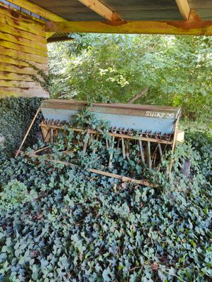a lot of plants that are growing in the back of a house