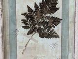 an old picture of a fern leaf in a frame on a wall