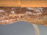 an image of a close up of a piece of wood