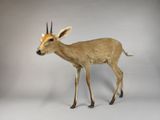 a deer that is standing on a white surface