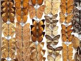 many different types of butterflies displayed in a box