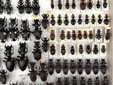 a lot of bugs that are hanging on the wall