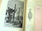 un livre ouvert sur lequel figure l'image d'un cactus
