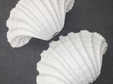 pair of large white seashells sitting on a gray surface
