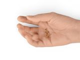 a person holding a tiny starfish in their hand